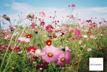 画像をギャラリービューアに読み込む, CHINON 35FS【完動品】【美品❗️】【希少✨】