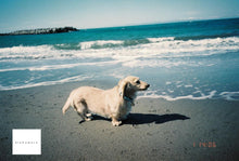 Load image into Gallery viewer, Canon Autoboy F 【完動品】オートボーイ隠れ名作品❗️全自動コンパクトカメラ🎞️