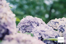 画像をギャラリービューアに読み込む, OLYMPUS L-5【希少❗️】【完動品】