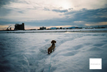 画像をギャラリービューアに読み込む, Minolta Prod20's【完動品】