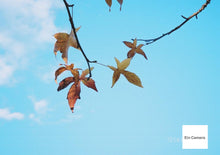 画像をギャラリービューアに読み込む, Canon Autoboy120【完動品】パンダカラー🐼