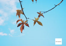 Load image into Gallery viewer, Canon Autoboy Epo【完動品】全自動フルオートコンパクトフィルムカメラ📸🎞️