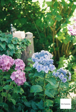 画像をギャラリービューアに読み込む, OLYMPUS E.Zuiko Auto-T 100mmF3.5【完動品】OLYMPUS PEN-F、FT、FV用に❗️