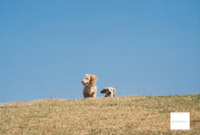 画像をギャラリービューアに読み込む, Canon Autoboy S【完動品】