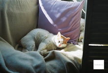 画像をギャラリービューアに読み込む, OLYMPUS μ 35mmF3.5 単焦点 ブラック