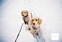 画像をギャラリービューアに読み込む, Minolta Prod20's【完動品】全自動カメラ