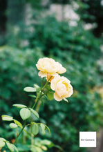 画像をギャラリービューアに読み込む, OLYMPUS L-5【希少❗️】【完動品】