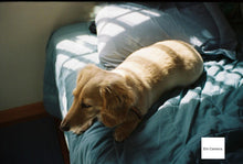 画像をギャラリービューアに読み込む, EXAKTA VAREX llb【完動品】カールツァイスレンズ付き❗️