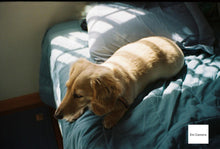 画像をギャラリービューアに読み込む, Praktiflex FX & Carl Zeiss Jena Tessar 50mm F2.8|希少❗️上から覗くウエストレベル一眼レフ✨【完動品】