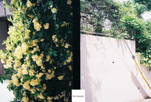 画像をギャラリービューアに読み込む, RICOH CADDY(キャディ)📸 ハーフサイズカメラ|分解清掃・露出計OKの優等生カメラ!