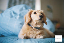 画像をギャラリービューアに読み込む, Canon 旧F-1 & FD50mmF1.4s.s.c【完動品】