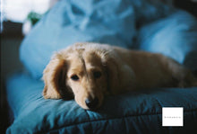 画像をギャラリービューアに読み込む, Canon 旧F-1 & FD50mmF1.4s.s.c【完動品】