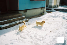 Load image into Gallery viewer, Konica C35EF 深海🐠🐟【完動品】