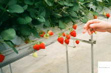 画像をギャラリービューアに読み込む, 🔸レトロな写りが魅力!Konica C35EF【整備済・初心者OK・フラッシュ搭載】