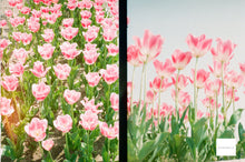 画像をギャラリービューアに読み込む, OLYMPUS PEN-D いちごミルク🍓🥛【完動品】