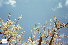 画像をギャラリービューアに読み込む, RICOH AD-1|コーヒーミルクカラー☕️🐄かわいい外見&しっかり写る完動フィルムカメラ【実写済み】📷