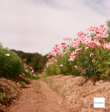 Load image into Gallery viewer, PENTACON SIX TL【完動品】中判カメラ・貴重なストラップ付きのケース付き・ファインダー選べます❗️