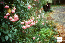 画像をギャラリービューアに読み込む, OLYMPUS 35ED【完動品】【実写済み❗️】【美品✨】