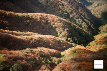 画像をギャラリービューアに読み込む, OLYMPUS 35RC 水色の世界🛁🌐【完動品】【実写済み❗️】通称:リチャード