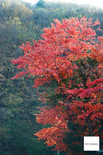 画像をギャラリービューアに読み込む, FUJICA ST605II【完動品】【希少❗️】バブルボケレンズ&タクマーレンズSET❗️