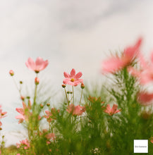 画像をギャラリービューアに読み込む, PENTACON Six TL Diagonal Black🐧【希少❗️】【完動品】【実写済み❗️】