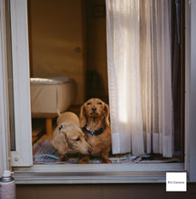 画像をギャラリービューアに読み込む, Minolta AUTOCORD-III ミノルタ オートコードIII型 【完動品】【美品✨】【実写済み❗️】