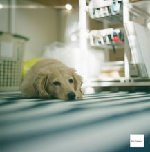 画像をギャラリービューアに読み込む, PENTACON six TL【現状品】【実写済み❗️】中判カメラ