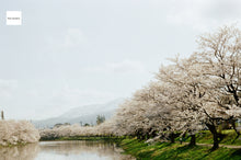 画像をギャラリービューアに読み込む, Praktiflex FX & Carl Zeiss Jena Tessar 50mmF3.5【完動品】【実写済み❗️】状態⭕️