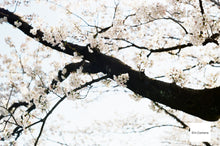 Load image into Gallery viewer, Carl Zeiss Jena Tessar 50mm F2.8【完動品】【実写済み❗️】M42(スクリューマウント)PENTAX SP,SL,SV系やFUJICA ST901,801,701,605などに❗️