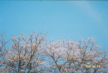 画像をギャラリービューアに読み込む, Canon Autoboy Juno【完動品】全自動フィルムカメラ🎞️寄れる📸初心者OK✨軽量コンパクト