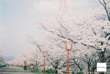 Load image into Gallery viewer, Welta Belmira Carl Zeiss Jena Tessar 50/2.8【完動品】【実写済み❗️】【希少✨】