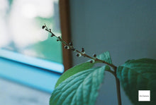 Load image into Gallery viewer, 📷 Nikon Ai 55mm F3.5 Micro✨ 花やペット撮影に最適!マクロで寄れるレンズ❗️完動品