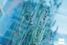 Load image into Gallery viewer, 📷 Nikon Ai 55mm F3.5 Micro✨ 花やペット撮影に最適!マクロで寄れるレンズ❗️完動品