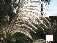 Load image into Gallery viewer, 【美品・すぐ使えるセット】Kodak PIXPRO FZ152 ブラック|SDカード・充電器付き📦レトロ可愛い写りが魅力の高倍率ズームデジカメ🎞️