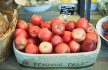 画像をギャラリービューアに読み込む, CANDIDO.800 35mmカラーネガフィルム 24枚撮り 【海外フィルム✈️】