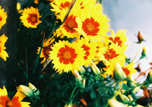 画像をギャラリービューアに読み込む, PHOENIX200 カラーネガフィルム 36枚撮り 【海外フィルム✈️/期限内】1本売り