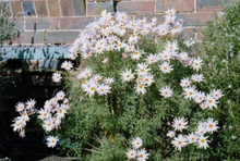 画像をギャラリービューアに読み込む, 麓 FuMoTo Film400 (35mmフィルム) カラーネガフィルム 24枚撮り【期限内】