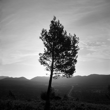 Load image into Gallery viewer, Yashica-12【希少❗️】【完動品】中判カメラ