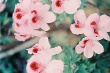 画像をギャラリービューアに読み込む, ILFORD ILFOCOLOR400PLUS(35mmフィルム) カラーネガフィルム 36枚撮り【海外フィルム✈️/期限内】