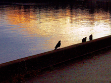 画像をギャラリービューアに読み込む, Panasonic LUMIX DMC-LC40 ライカレンズ搭載❗️【完動品】【希少❗️】▪️オールドコンデジ▪️デジタルカメラ