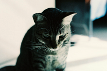 画像をギャラリービューアに読み込む, KING FILM COLOR ZEALOUS 200(35mmフィルム) カラーネガフィルム 36枚撮り【海外フィルム✈️/期限内】