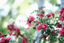 Load image into Gallery viewer, PENTAX Takumar 105mmF2.8【完動品】明るい望遠レンズ・オールドレンズ・M42マウント(スクリューマウント)