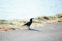 Load image into Gallery viewer, PENTAX Takumar 105mmF2.8【完動品】明るい望遠レンズ・オールドレンズ・M42マウント(スクリューマウント)