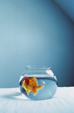 画像をギャラリービューアに読み込む, A Girl Has Film Antarctica 200Tカラーネガフィルム 36枚撮り 【期限内/海外フィルム✈️】1本売り