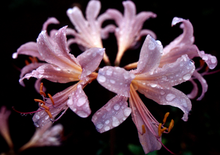 画像をギャラリービューアに読み込む, MARIX 100D(35mmフィルム)ポジ・リバーサルフィルム 36枚撮り【期限内】