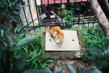 画像をギャラリービューアに読み込む, REFLX LAB 100R (35mmフィルム)ポジ・リバーサルフィルム 36枚撮り【期限内】