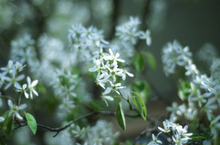 画像をギャラリービューアに読み込む, FLIC FILM CHROME100(35mmフィルム)ポジ・リバーサルフィルム 36枚撮り【期限内】