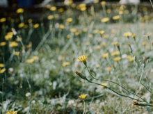 画像をギャラリービューアに読み込む, FILM NEVER DIE ZOMBIE400 カラーネガフィルム 36枚撮り 【期限内/海外フィルム✈️】1本売り