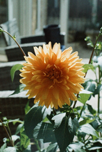 画像をギャラリービューアに読み込む, FILM NEVER DIE ZOMBIE400 カラーネガフィルム 36枚撮り 【期限内/海外フィルム✈️】1本売り