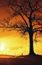 画像をギャラリービューアに読み込む, カラーネガフィルム 36枚撮り 【期限内/海外フィルム✈️】1本売り